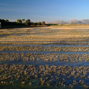 Marismas y arrozales