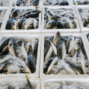 Lonjas y mercados de pescado de fresco